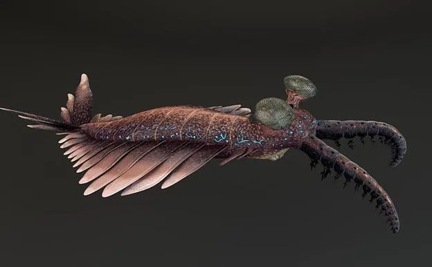 Reconstrucción de Anomalocaris, según Allison C. Daley and Gregory D. Edgecombe (2014). 