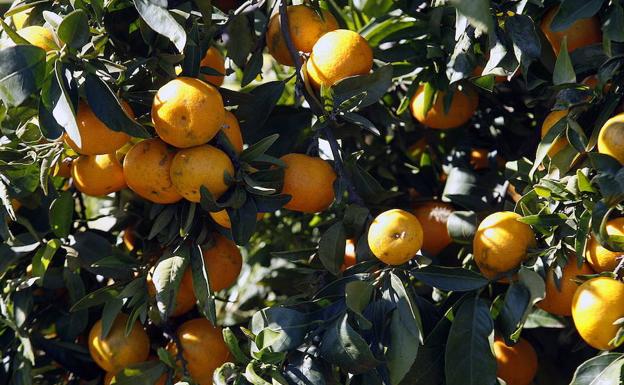 Un juzgado condena a un agricultor por explotar ilegalmente la mandarina 'Orri' y le obliga a destruir las plantas