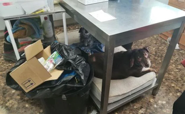 Dos perros descansan en un colchón debajo de una mesa.