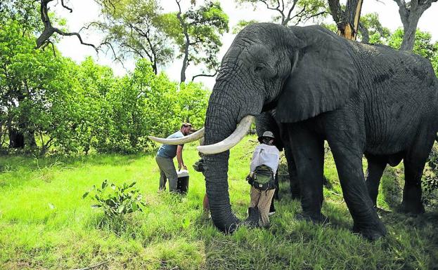 Campana trabaja en la fabricación y adaptación de la prótesis del elefante 'Jabu', en Botsuana.