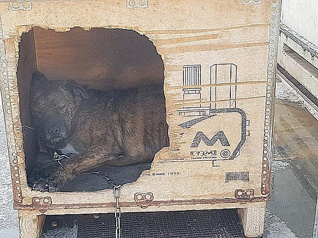 Uno de los perros duerme en su cubil, el pasado jueves en Benimàmet. 