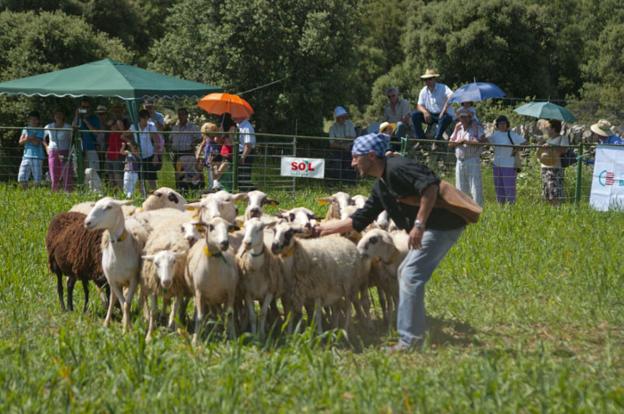 Un concursante coge una oveja para esquilar en otra edición. 