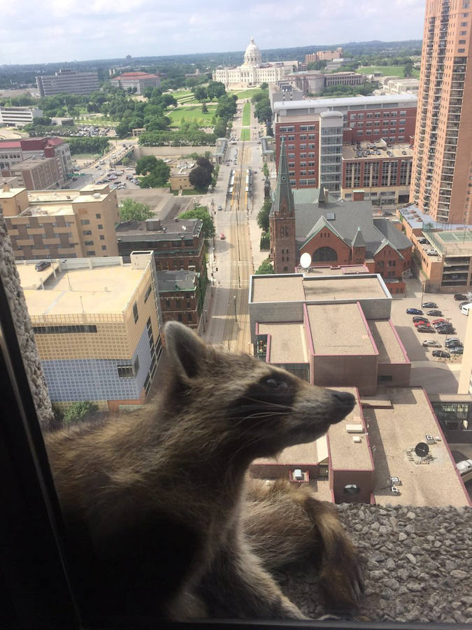 Una parte de Estados Unidos se despertó aliviada este miércoles tras la captura de un mapache que se había refugiado en el piso 23 de un edificio de St-Paul, en Minnesota. La escalada lenta y peligrosa del pequeño animal fue difundida a través de las redes sociales y seguida por miles de internautas. 