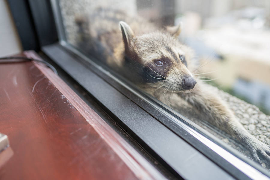 Una parte de Estados Unidos se despertó aliviada este miércoles tras la captura de un mapache que se había refugiado en el piso 23 de un edificio de St-Paul, en Minnesota. La escalada lenta y peligrosa del pequeño animal fue difundida a través de las redes sociales y seguida por miles de internautas. 