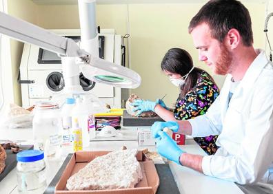 Imagen secundaria 1 -  1. Sala de Zoología del nuevo Museo de Historia Natural de la UV. 2. Técnicos, trabajando en uno de los laboratorios del museo. 