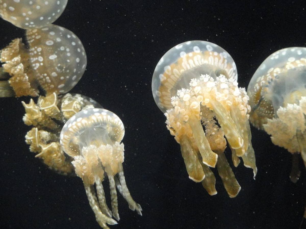Fotos: Las medusas más bonitas y peligrosas del mundo