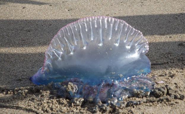 Carabela portuguesa | Gandia iza la bandera verde en la playa Nord