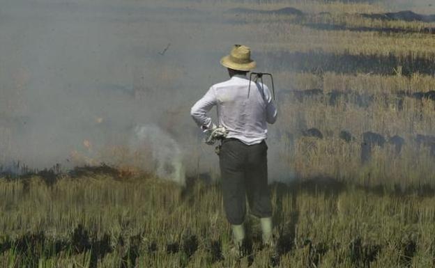 Un agricultor quema la paja del arroz en su campo en la Albufera, en una imagen de recurso.