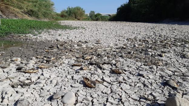 El cauce del río Albaida en la tarde de ayer. 