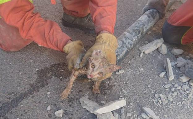 Imagen del gato tras ser rescatado por los bomberos 