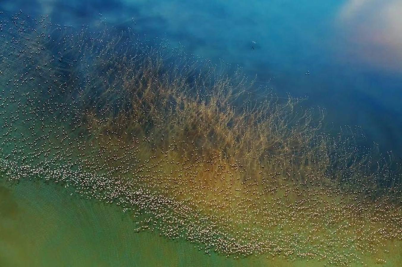 A unos 11.000 kilómetros de la ballena, un grupo de flamencos alzando el vuelo en el lago Natron, Tanzania, han conseguido el segundo premio en la categoría de Naturaleza. Allí, a la sombra del 'Ol Doinyo Lengai' (Montaña de Dios), un macizo de más de 3.000 metros de altitud que oculta el único volcán activo de Tanzania, el colorista lago Natrón siempre está listo para dar espectáculo. Se ha nutrido durante centurias de sus cenizas, una dieta que lo ha convertido en salino e inhóspito. Solo los flamencos hacen escala allí. Sus algas les resultan irresistibles. 