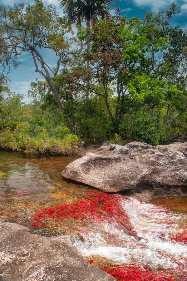 Parece sacado de un cuento pero en realidad se encuentra en Colombia (a unos 150 kilómetros al sur de la capital, Bogotá). El Caño Cristales o el río de colores, como también es conocido, es una de las bellezas naturales del planeta. Su singularidad se encuentra en su recital cromático que parece sobrenatural. Considerado por muchos como el río más bonito del mundo se conserva virgen. Con una riqueza biológica única, recorre alrededor de 100 kilómetros de la Serranía de la Macarena, un conjunto rocoso de 1.200 millones de años de antigüedad.