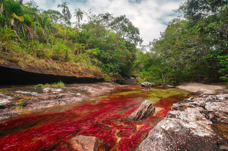 Parece sacado de un cuento pero en realidad se encuentra en Colombia (a unos 150 kilómetros al sur de la capital, Bogotá). El Caño Cristales o el río de colores, como también es conocido, es una de las bellezas naturales del planeta. Su singularidad se encuentra en su recital cromático que parece sobrenatural. Considerado por muchos como el río más bonito del mundo se conserva virgen. Con una riqueza biológica única, recorre alrededor de 100 kilómetros de la Serranía de la Macarena, un conjunto rocoso de 1.200 millones de años de antigüedad.