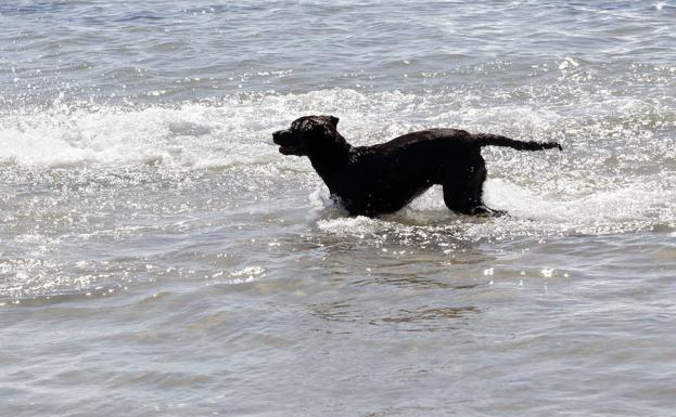 Los peligros del agua del mar para los perros