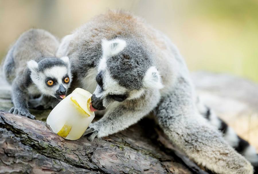 Hasta el zoo de Amersfoort ha llegado la ola de calor.