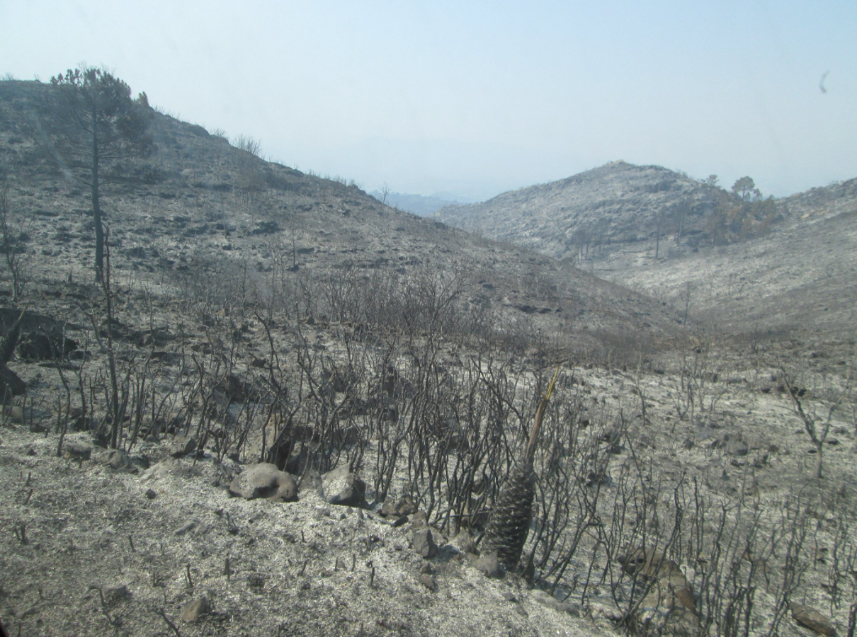 Consecuencias del paso del fuego en Llutxent.