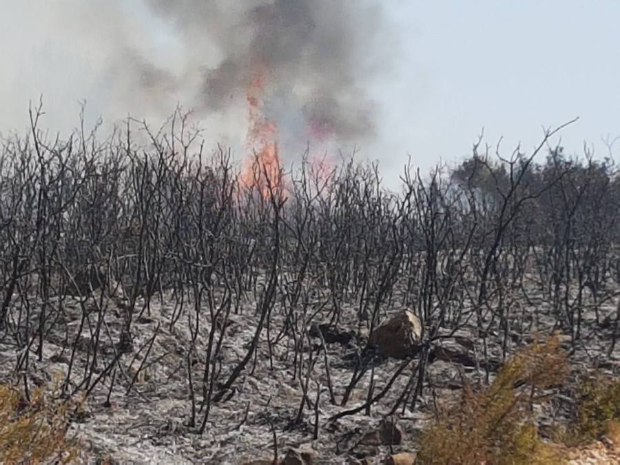 El incendio de Llutxent, activo desde el lunes 6 de agosto, y cuyo origen apunta a un rayo, ya ha arrasado 1.500 hectáreas y obligado a desalojar a 2.500 personas de tres urbanizaciones. Al lugar se han desplazado 600 efs terrestres y 22 medios aéreos para sofocar el fuego, que ya ha dejado las primeras imágenes de las consecuencias de su pasoectivo.