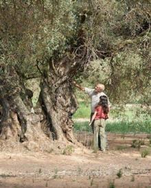 Imagen secundaria 2 - Museo Natural de Olivos Milenarios en La Jana. Antigua prensa para la elaboración del aceite. Fotograma de la película 'El olivo'.