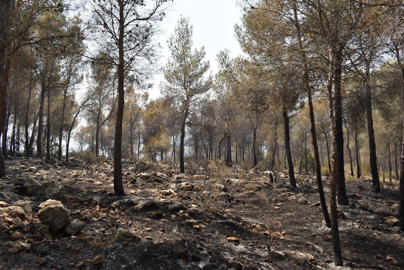 Consecuencias del incendio de Llutxent.