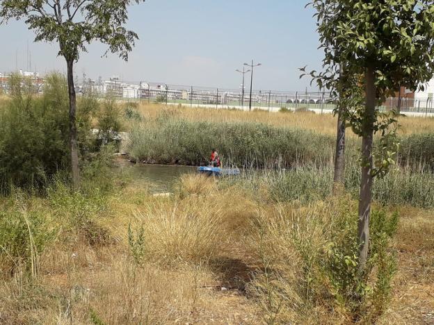 Un tramo de la desembocadura del cauce, donde se observa la barca para la recogida. 