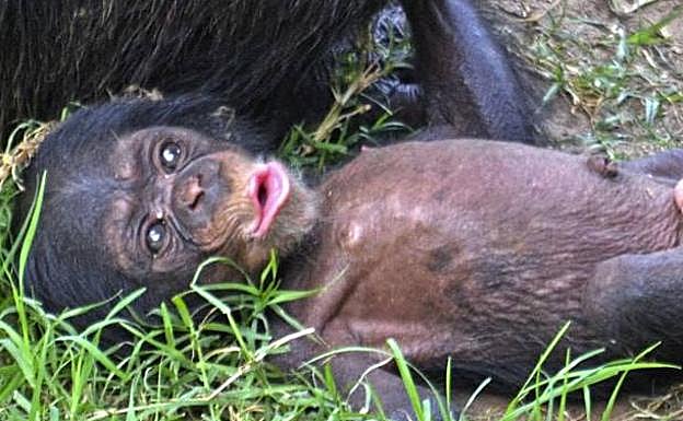 Nace en el Bioparc un chimpancé de una subespecie en peligro de extinción