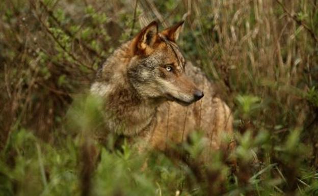 Un ejemplar de lobo ibérico.