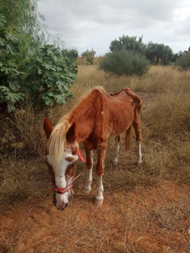 La Policía rescata a un caballo desnutrido en Catarroja