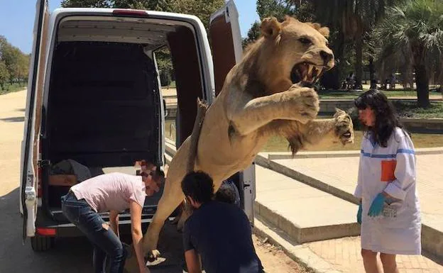 La Guardia Civil ha decomisado un león africano disecado que una mujer vendía por 5.995 euros a través de un portal de compraventa de segunda mano en internet 