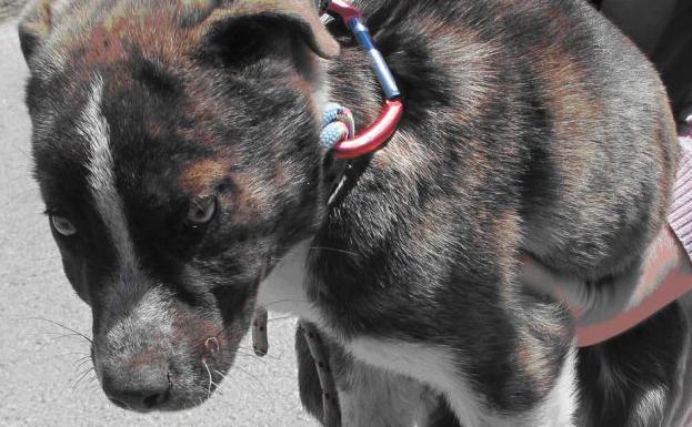 El cachorro de mastín lanzado por un puente en Jérica.