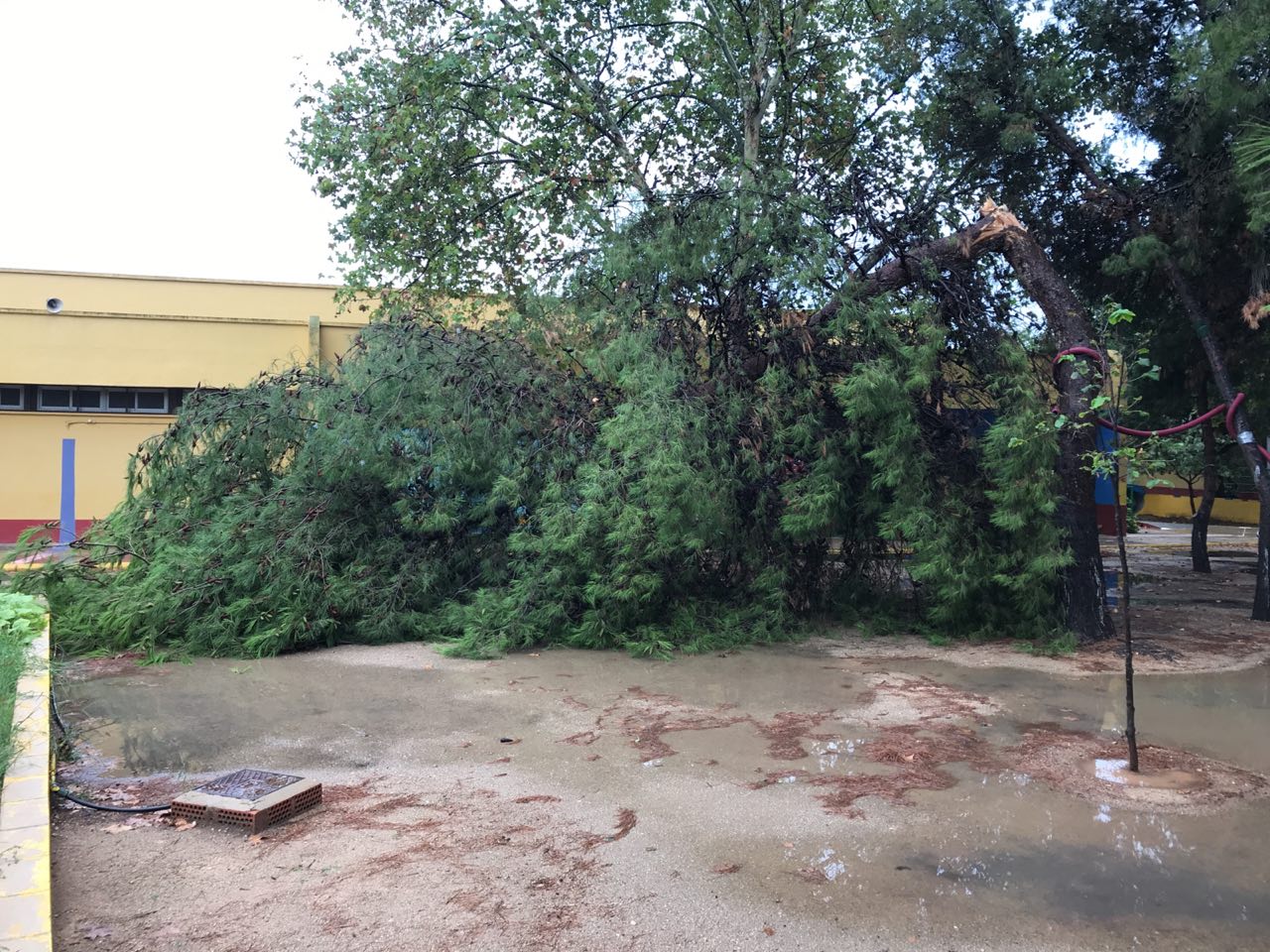 Caída de un árbol en el colegio Jaume I de Catarroja.