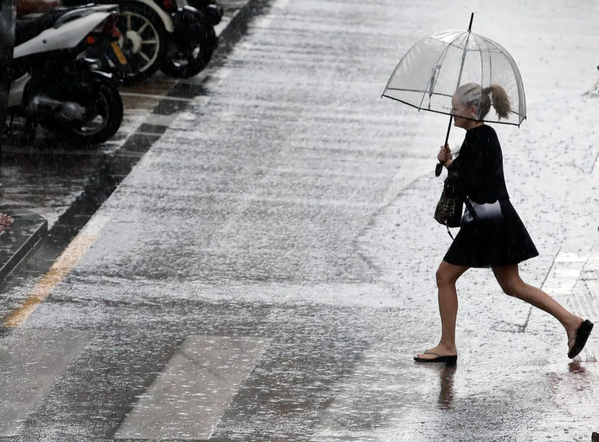 Caídas de árboles y ramas por la tormenta en la ciudad de Valencia.