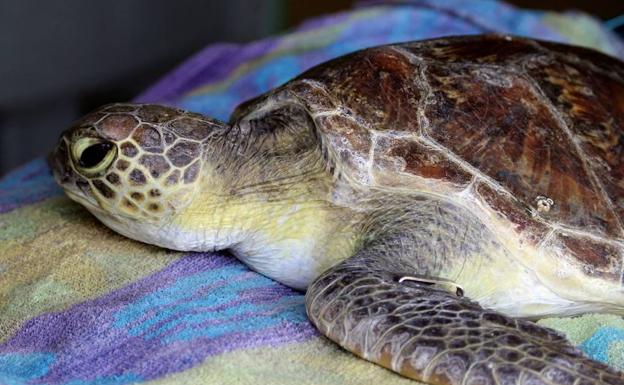 La mujer acudió al hospital por dolores íntimos y los médicos encontraron una tortuga muerta en su vagina 