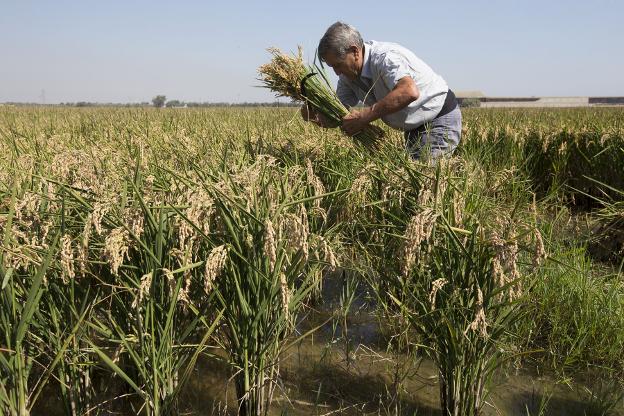 Un agricultor durante la siega a mano. 