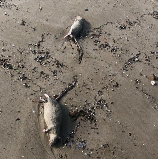 Ratas muertas en la playa de la Malvarrosa.
