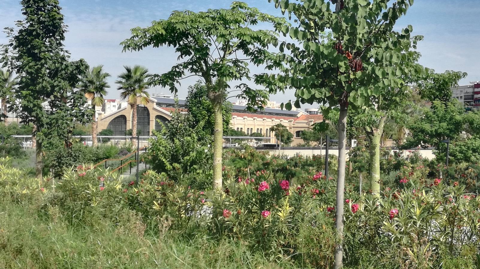 El Parque Central de Valencia comienza a ser una realidad. El avance de las obras ya permite ver cómo será uno de los pulmones de la ciudad y otro punto de encuentro para el deporte y el ocio.