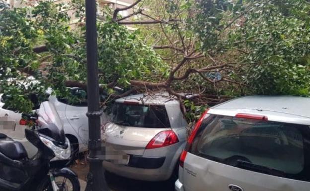 El árbol caído sobre tres coches en Valencia.