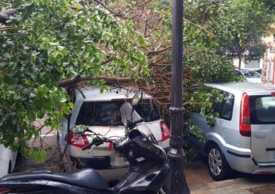 Imagen secundaria 1 - Los tres coches afectados por la caída de un árbol en Valencia.