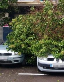 Imagen secundaria 2 - Los tres coches afectados por la caída de un árbol en Valencia.