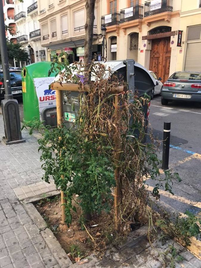 Una tomatera silvestre en un alcorque.