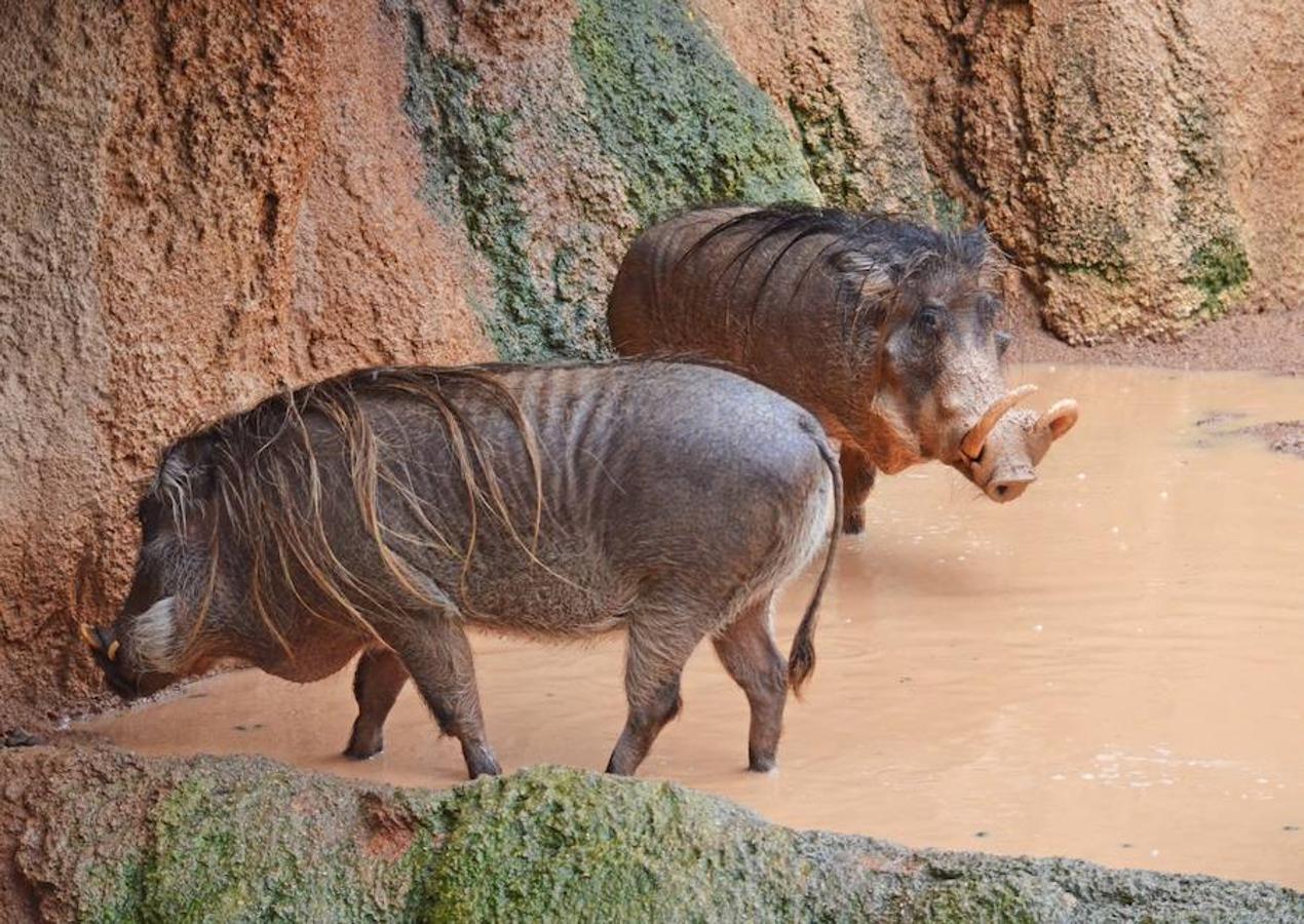 Los animales bajo la lluvia en el Bioparc.