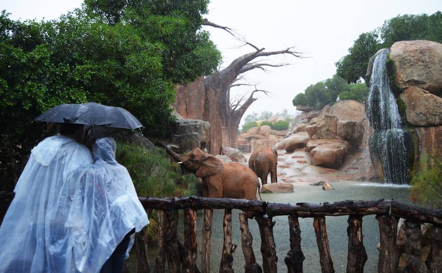 Los animales bajo la lluvia en el Bioparc.