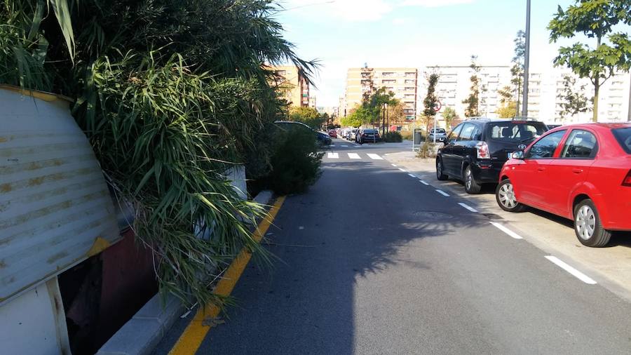 Fotos: Vecinos de Malilla critican el mal estado de la jardinería