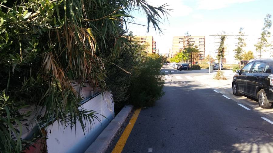 Fotos: Vecinos de Malilla critican el mal estado de la jardinería