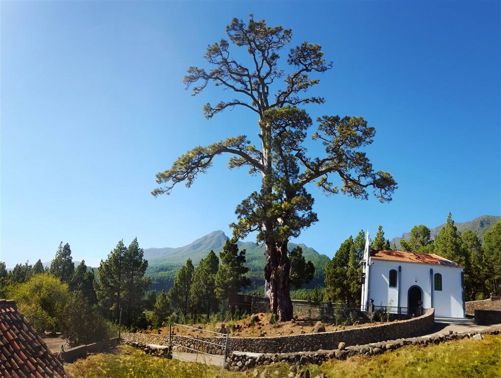 Pino de la Virgen, de El Paso (La Palma). 32 metros y 800 años. 