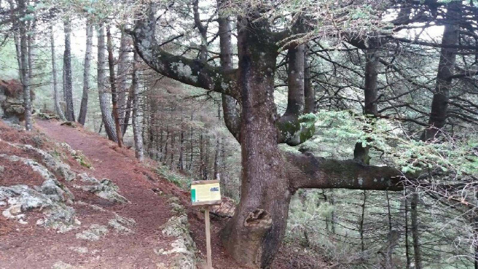 Pinsapo de Grazalema, Sierra del Pinar (Cádiz). 15 metros y más de 80 años. 