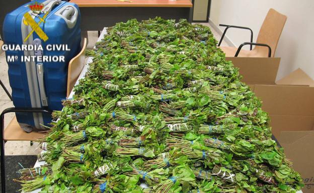 La droga africana llega a Valencia