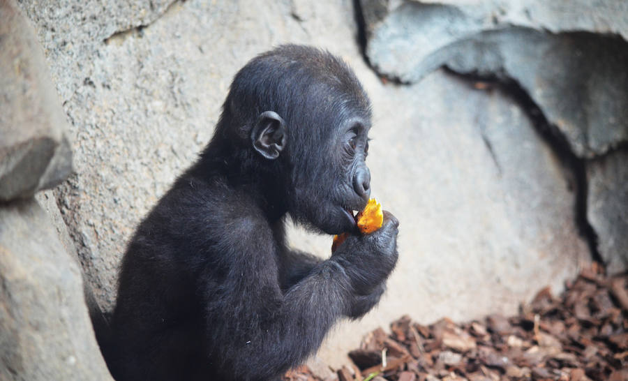 Los chimpancés, gorilas, driles, lemures, suricatas, leones y elefantes de Bioparc Valencia han celebrado un Halloween muy animal con manjares como calabazas con ojos rellenas de muesli, miel, frutas o incluso gusanos y carnes rojas y sangrientas.