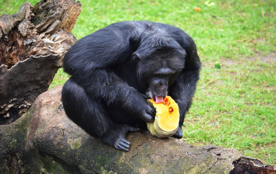 Los chimpancés, gorilas, driles, lemures, suricatas, leones y elefantes de Bioparc Valencia han celebrado un Halloween muy animal con manjares como calabazas con ojos rellenas de muesli, miel, frutas o incluso gusanos y carnes rojas y sangrientas.