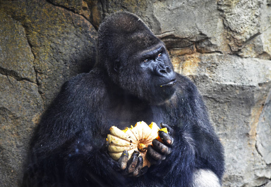 Los chimpancés, gorilas, driles, lemures, suricatas, leones y elefantes de Bioparc Valencia han celebrado un Halloween muy animal con manjares como calabazas con ojos rellenas de muesli, miel, frutas o incluso gusanos y carnes rojas y sangrientas.