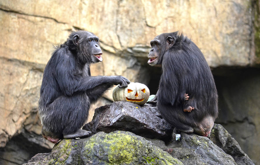 Los chimpancés, gorilas, driles, lemures, suricatas, leones y elefantes de Bioparc Valencia han celebrado un Halloween muy animal con manjares como calabazas con ojos rellenas de muesli, miel, frutas o incluso gusanos y carnes rojas y sangrientas.